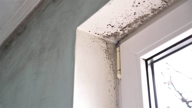 Certified Mold Removal in Scottsboro, AL