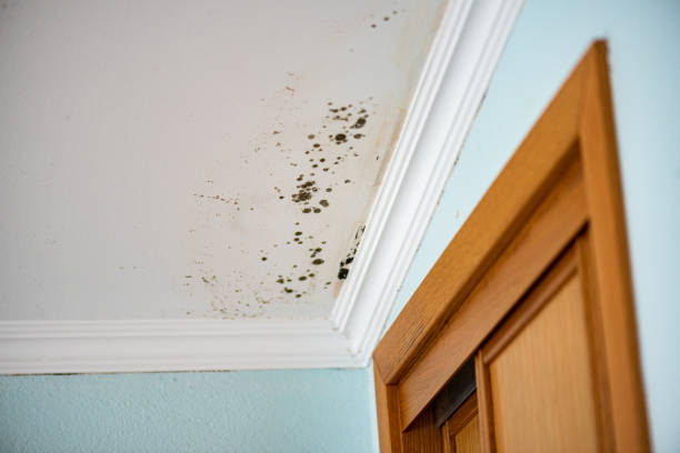 Best Commercial Mold Removal  in Scottsboro, AL