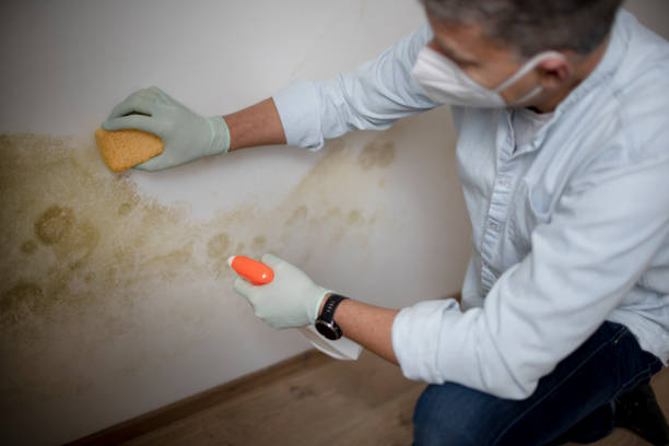 Best Mold Removal Company Near Me  in Scottsboro, AL