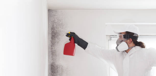Best Mold Damage Repair  in Scottsboro, AL