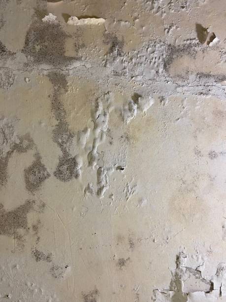 Best Crawl Space Mold Removal  in Scottsboro, AL
