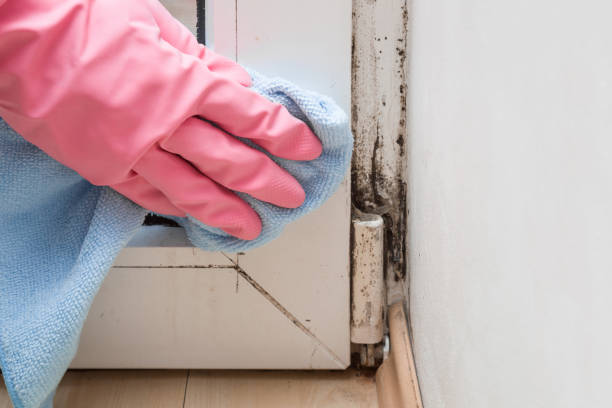 Best Mold Cleaning Services  in Scottsboro, AL