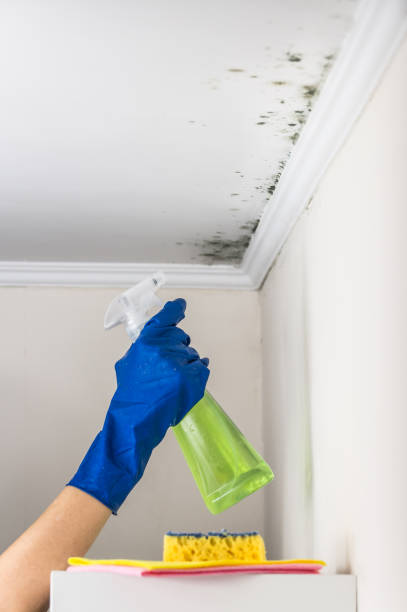 Best Water Damage Restoration  in Scottsboro, AL